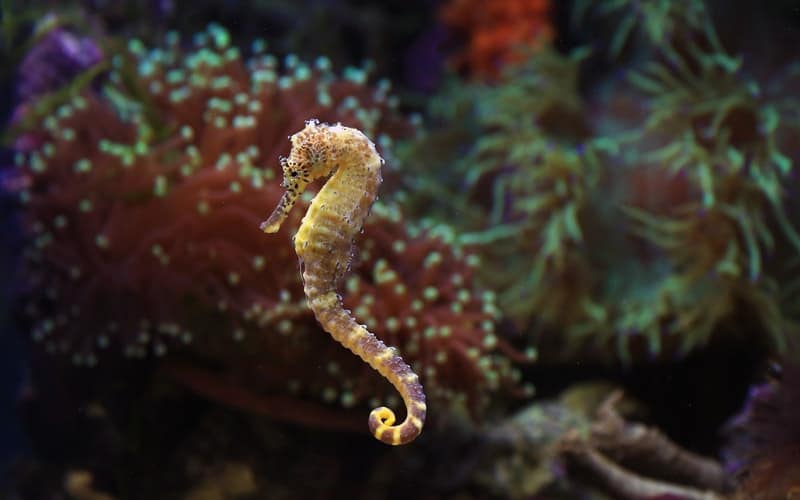 captive bred seahorse in a tank