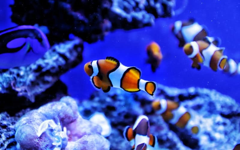 clown fish swimming in a marine tank