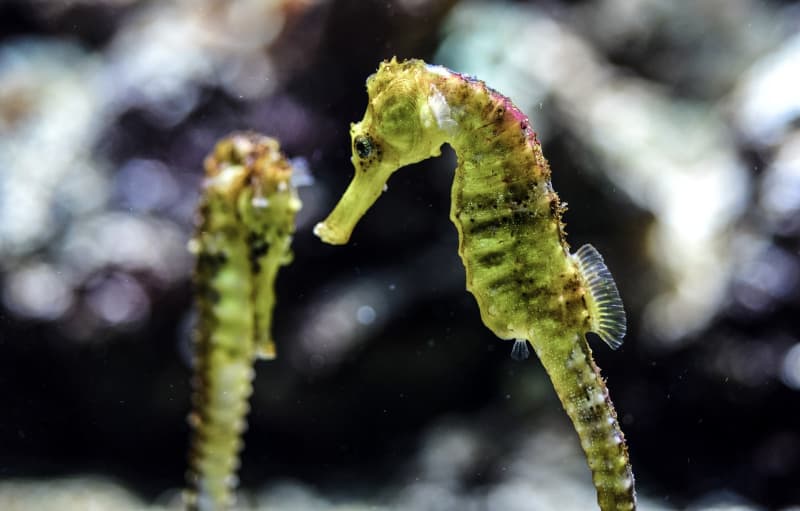 Have you considered getting a seahorse for your tank? Check out the easiest seahorse to keep out of all the seahorses.