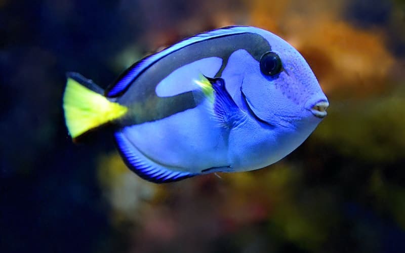 Do you need a saltwater fish that eats algae for your fish tank? Check out the best fish for algae control in your marine tank.
