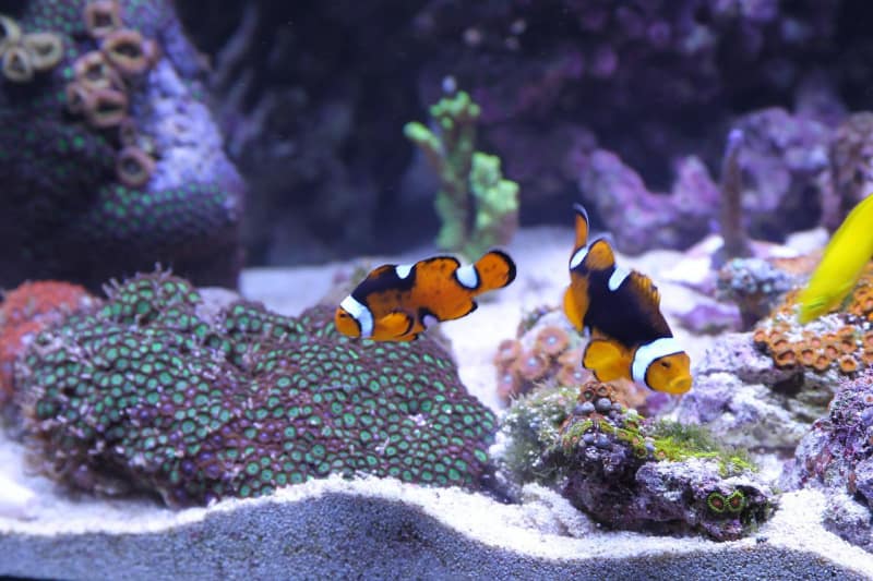 a seahorse aquarium