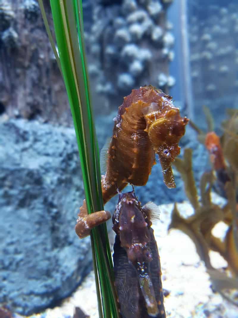 two seahorses in a tank