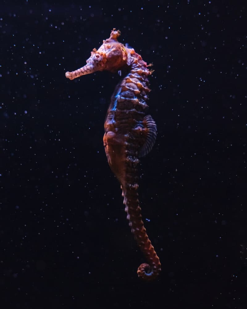 a red seahorse against a black background