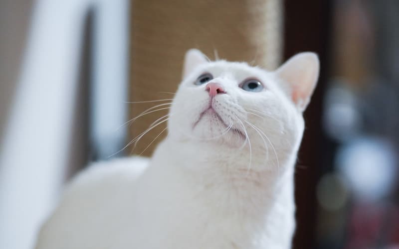a white cat looking up