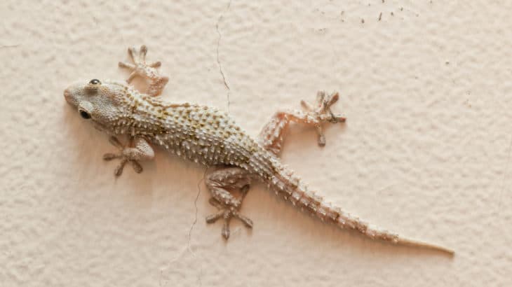 Check out these common house gecko facts and learn more about common house geckos and keeping them as pets.