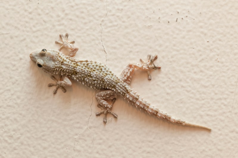 Check out these common house gecko facts and learn more about common house geckos and keeping them as pets.