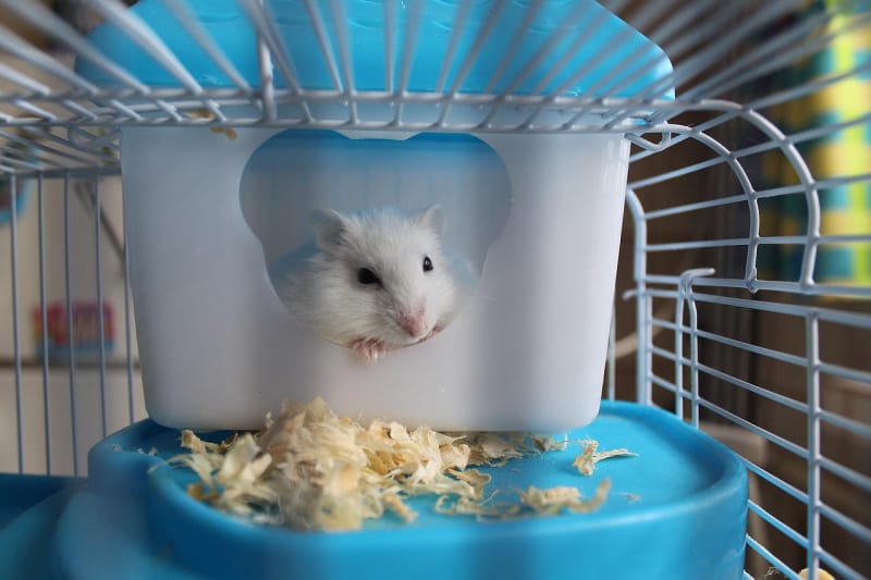 a dwarf hamster in a cage