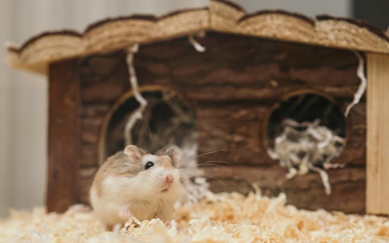 Is your hamster bored? Check out these fun toys for hamsters and get your pet the best hamster toys ever for them to play with.