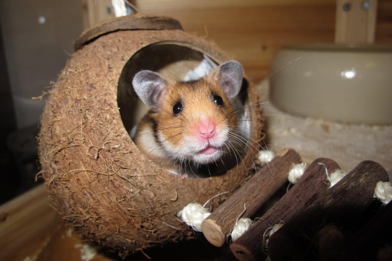 a hamster crawling in a coconut shell