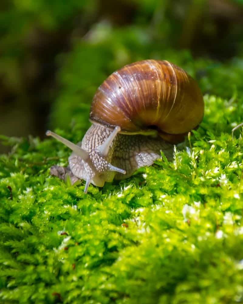 a small brown snail on moss