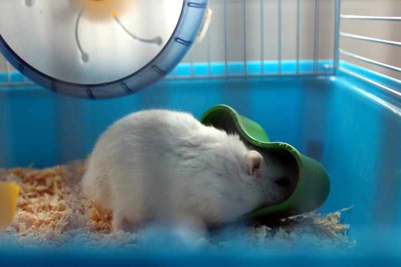 a hamster playing with toys in its cage