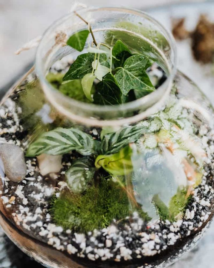 Learn how to make a snail terrarium for your pet snails. This simple snail enclosure is an easy snail habitat that looks stunning.