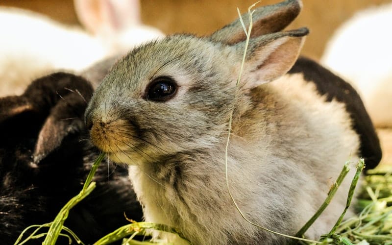 a rabbit sitting in green hay