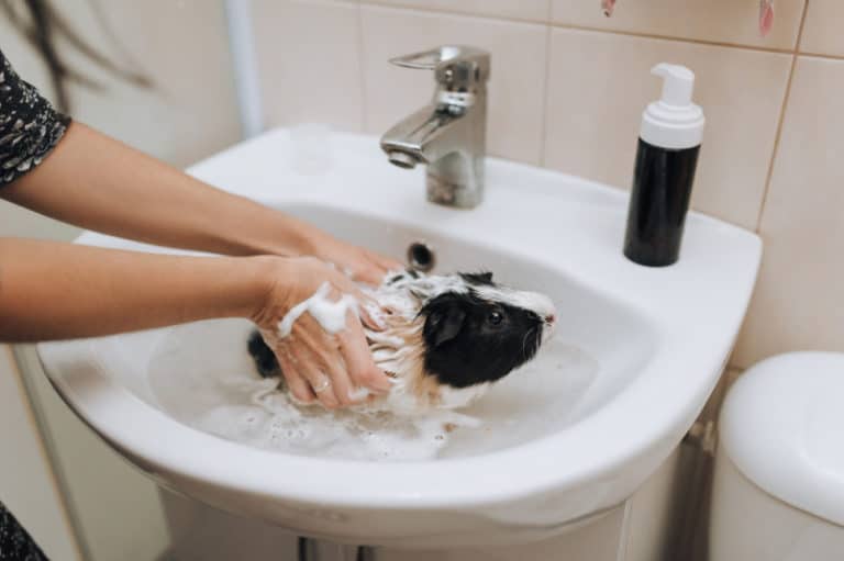 Can You Bathe Guinea Pigs? Other People's Pets