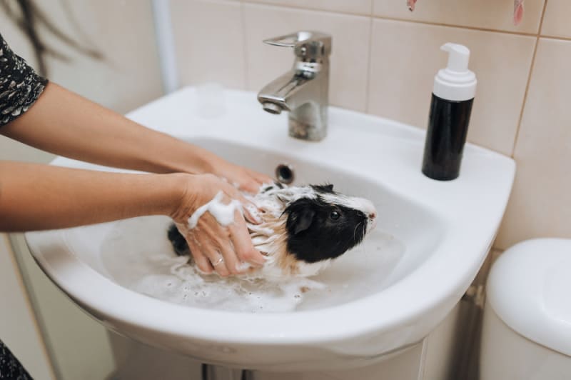 Can you bathe guinea pigs? Learn more about whether you need to bathe a guinea pig and how to give a guinea pig a bath.
