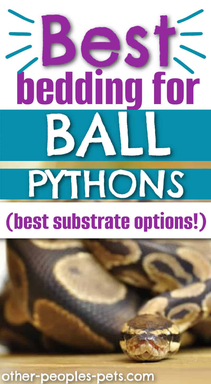 If you're wondering about the best bedding for ball pythons, learn more about the best ball python substrate options.