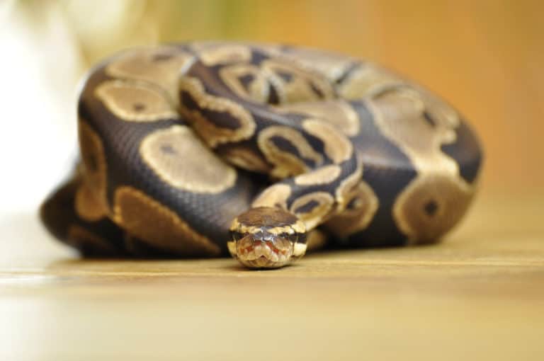 Best Bedding for Ball Pythons In Our Spare Time