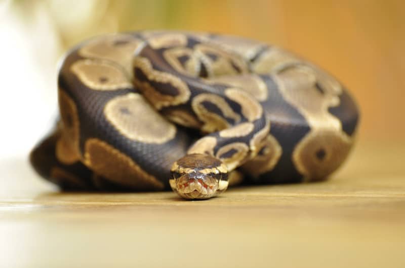 a ball python curled in a ball