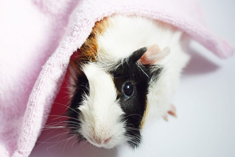 wet guinea pig in a pink towel