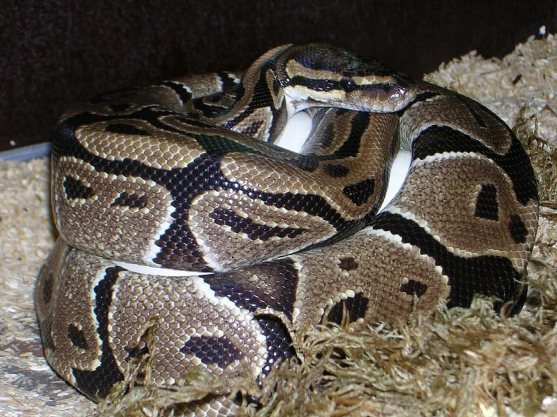 If you're wondering about the best bedding for ball pythons, learn more about the best ball python substrate options.
