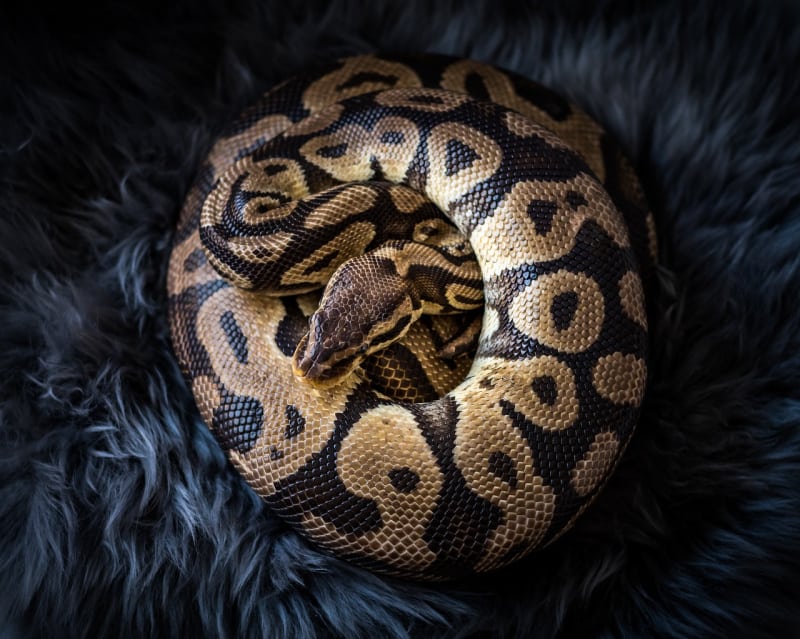 a brown snake curled up on a black surface