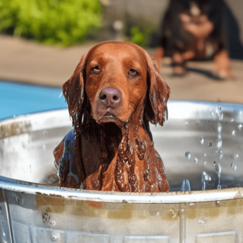 A wet dog having a bath in a metal tub