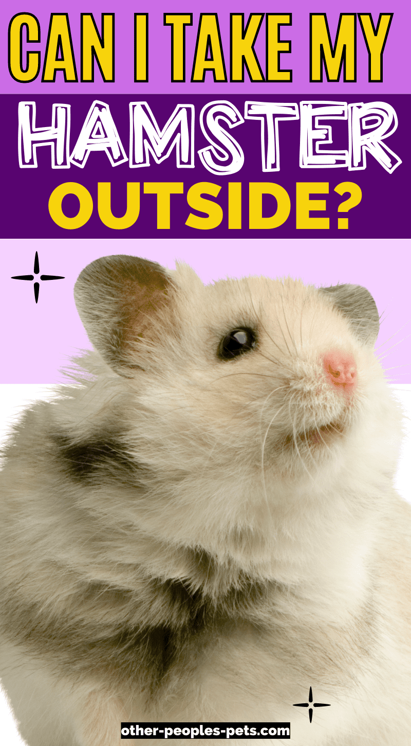 Can I take my hamster outside? Hamster owners may be wondering if they can take their furry friends outside or not.