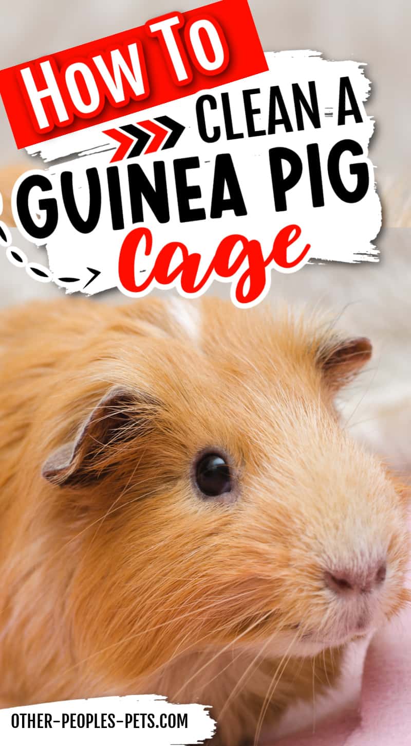 Guinea pigs are popular pets and need a clean cage to live in. In this article, I'm sharing tips on cleaning guinea pig cages properly.