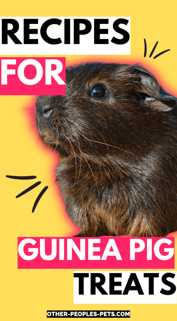 No Bake Guinea Pig Recipes Using Plankton Reference: Recipes For Guinea Pig Treats