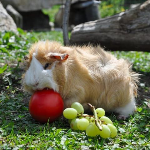 Guinea Pig Treats Recipe