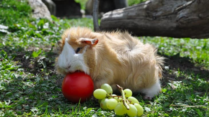 a guinea pig snacking on fruit