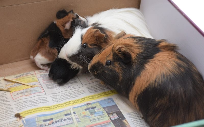 two guinea pigs in a cardboard box