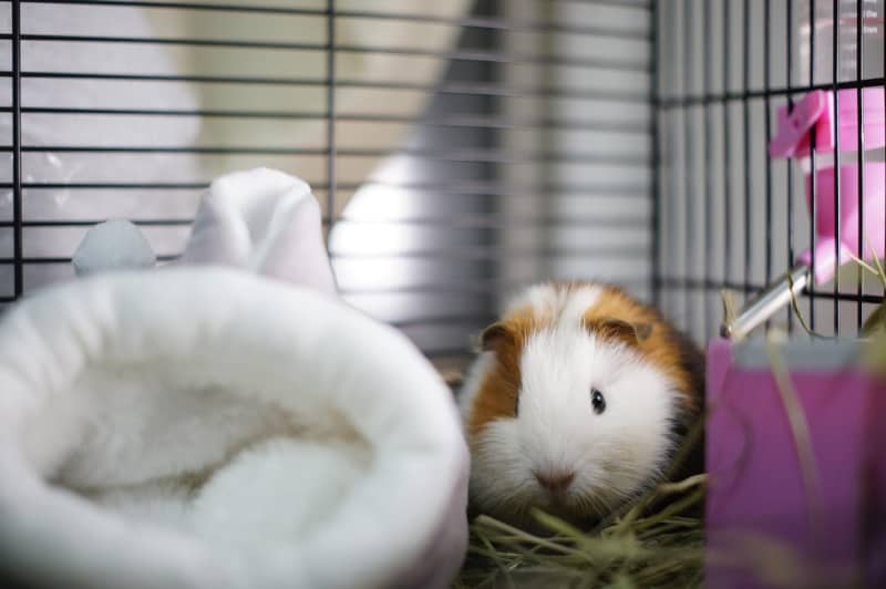 a guinea pig in a cage with food bowl and water bottle