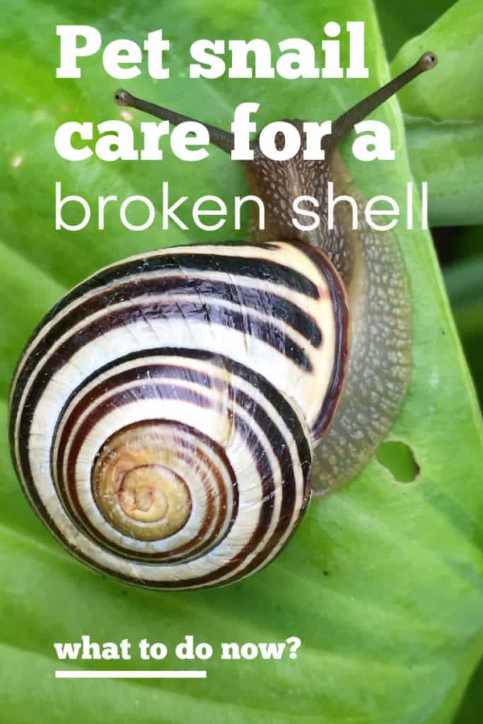 How To Help A Snail With A Broken Shell Can a Snail Survive a Broken Shell? | Other Peoples Pets