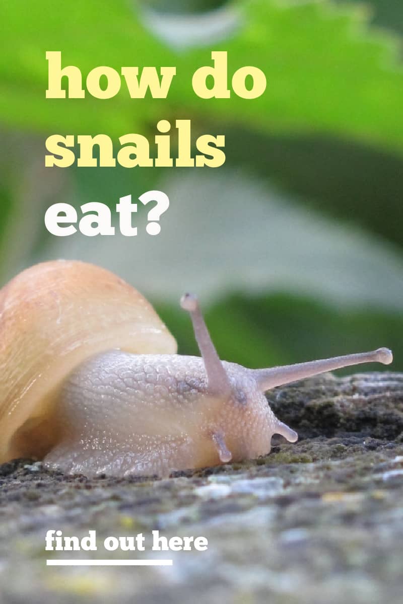 How do snails eat? Learn more about how different snail species eat and other interesting facts about snails.