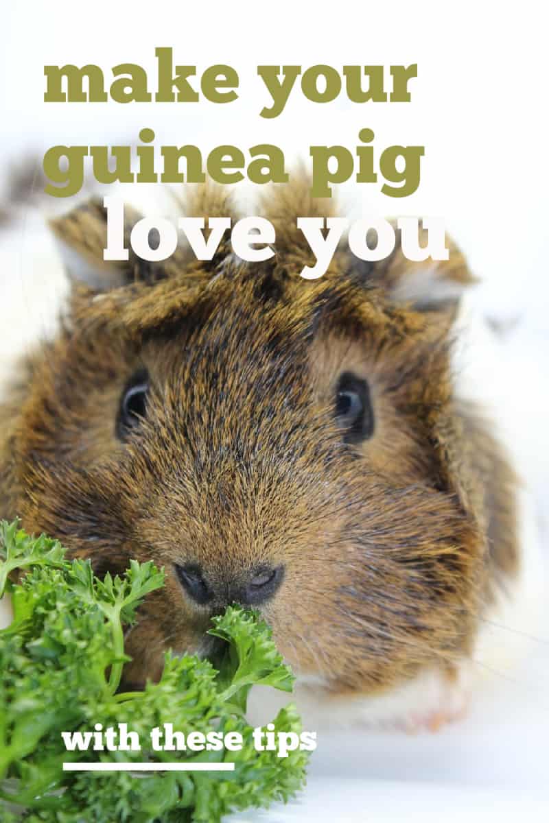 Wondering how to make your guinea pig love you? Learn more about how to bond with your guinea pig and other small animals.