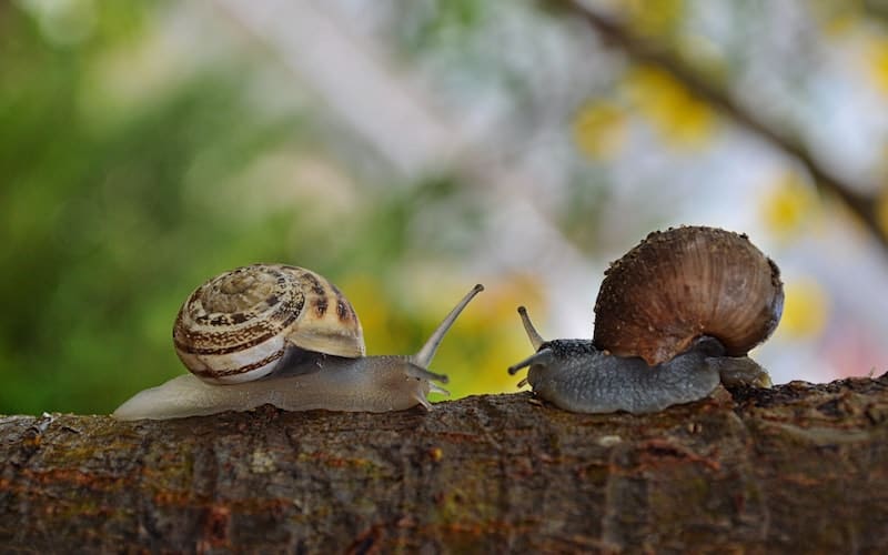 How do snails eat? Learn more about how different snail species eat and other interesting facts about snails.
