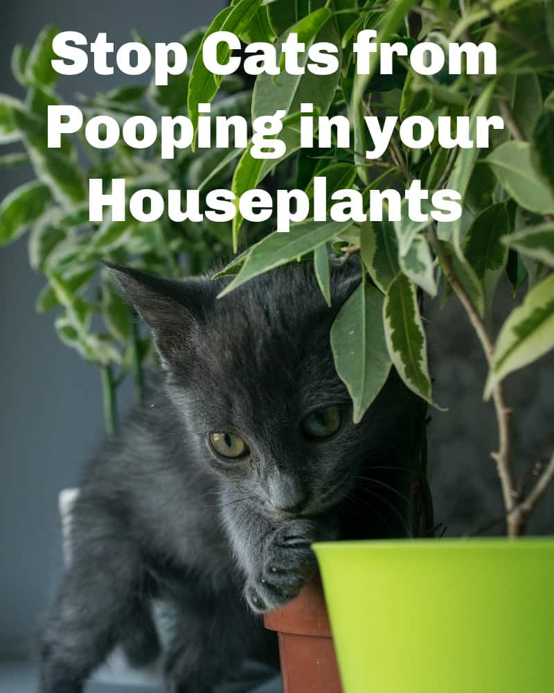 Wondering how to keep cats from pooping in houseplants? Check out these tips to keep your cat out of your potted plants.