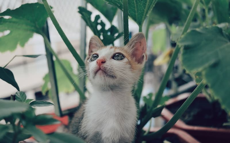 a kitten sitting in a potted plant