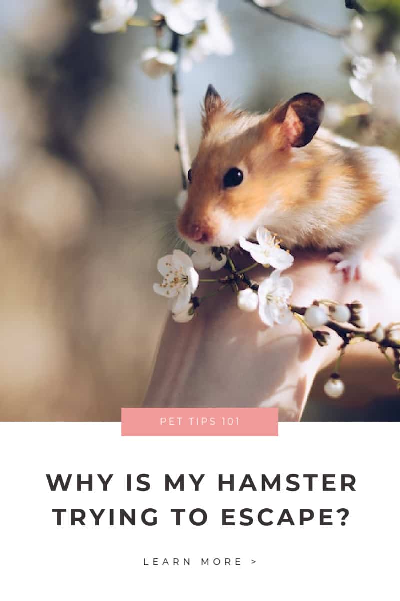 Why does my hamster try to escape? Learn more about why your pet hamster is trying to get out of their hamster cage.