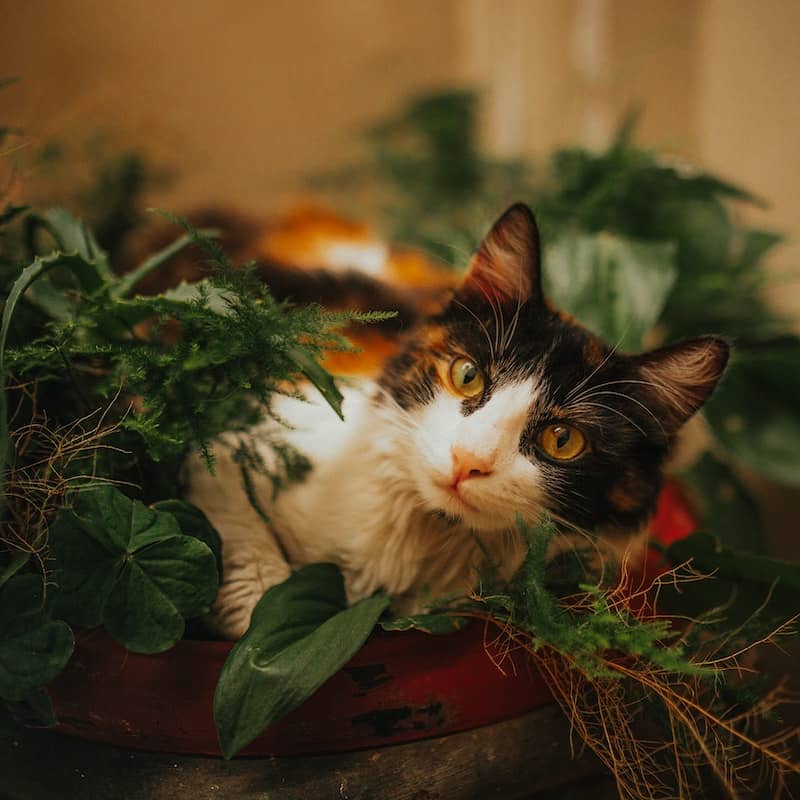 cat sitting in an ivy plant