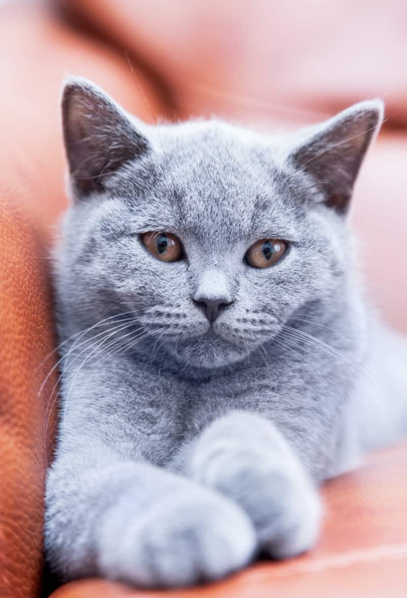 Wondering how to keep cats from scratching leather furniture? Check out these tips to stop cats from using your leather couches as scratching posts.