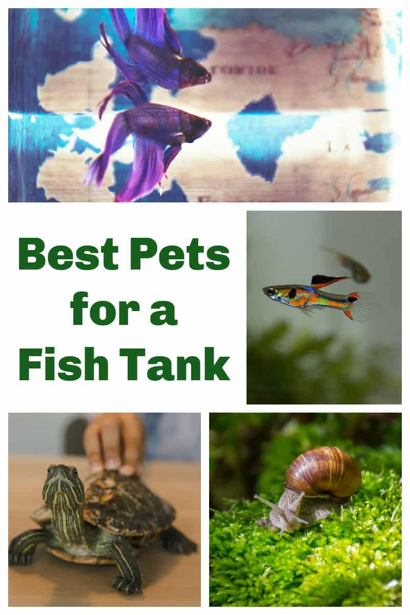 Check out these easy pets to keep in a tank. These cool pets to keep in a tank are easy to care for and fun to watch.