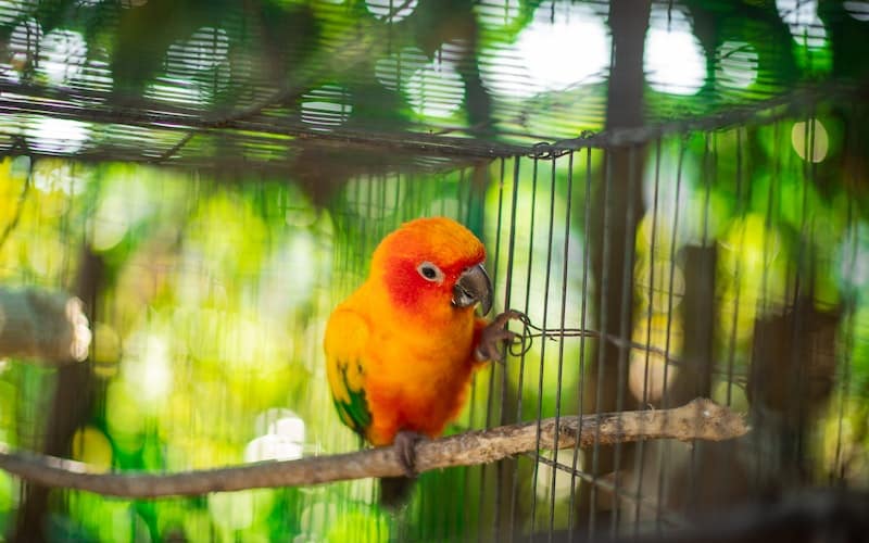 colorful bird in a cage