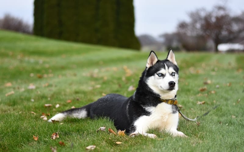 Husky dog sitting in the grass