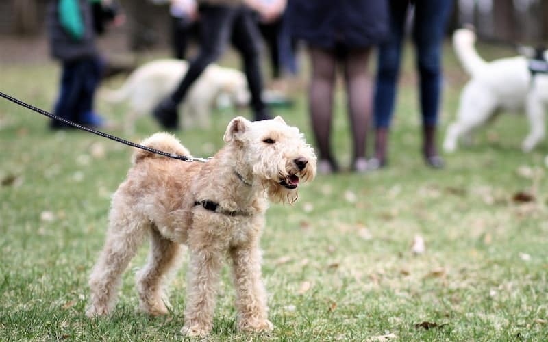 a poodle on a leash