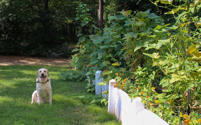 a dog sitting near a fence around the garden