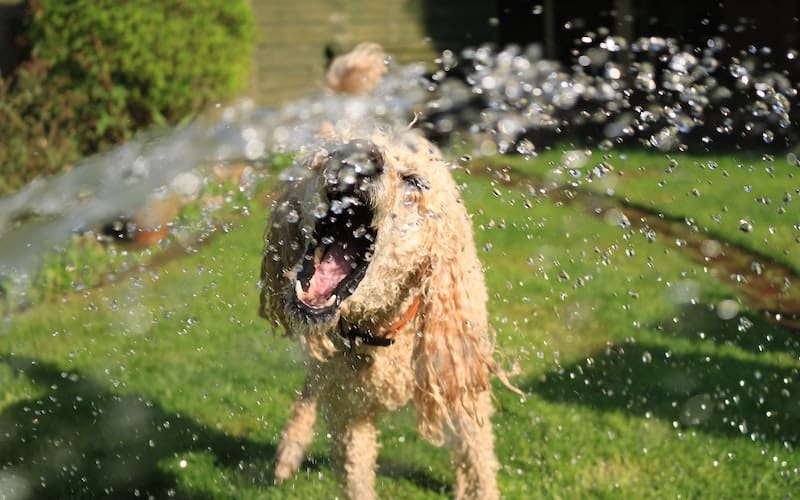 a poodle biting at the water coming out of a hose