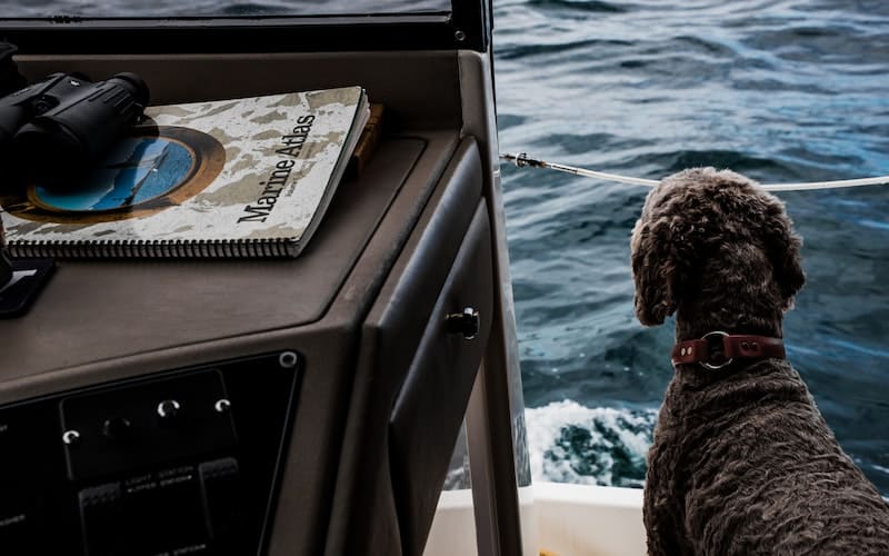 a poodle on the deck of a boat