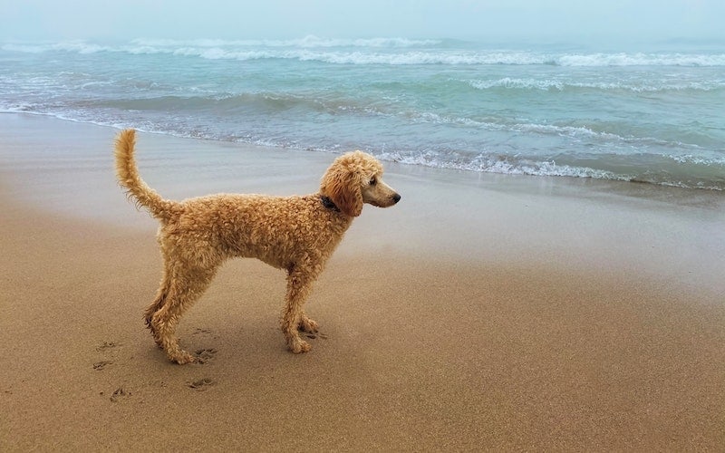 a dog standing in the sand near the water